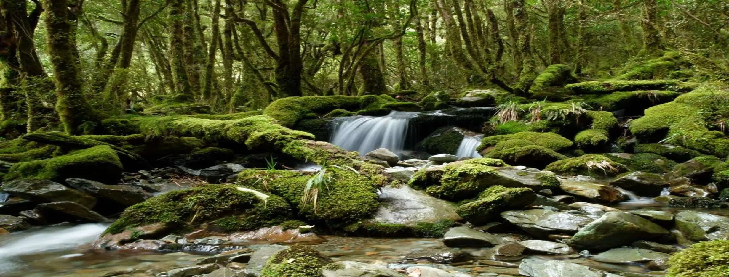 Image for TaI National Park